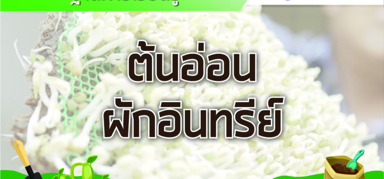 ฐานต้นอ่อนผักอินทรีย์