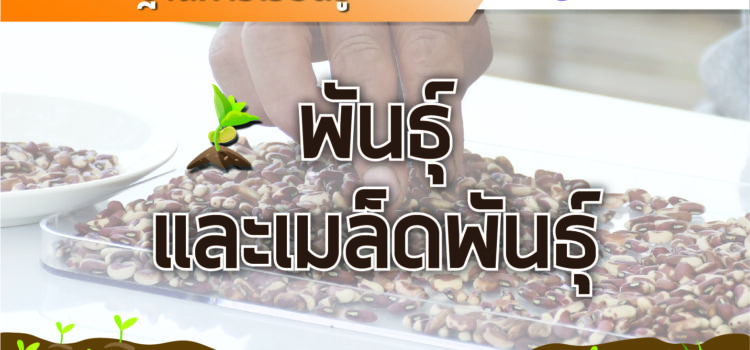 ฐานพันธุ์และเมล็ดพันธุ์