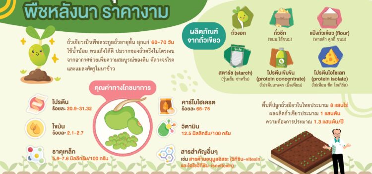 ถั่วเขียวพันธุ์ดี KUML พืชหลังนา ราคางาม