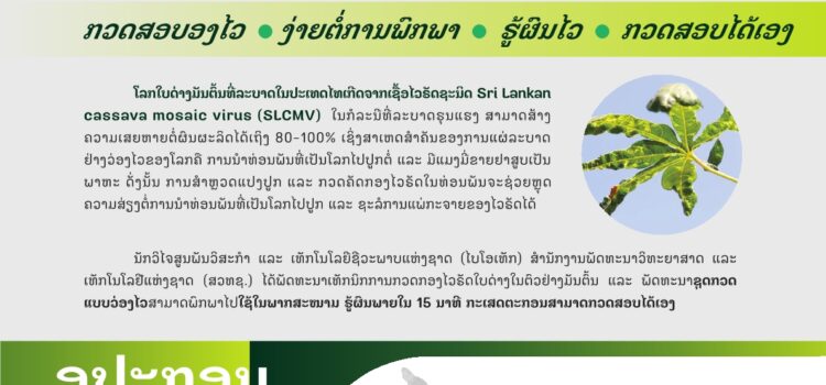 ชุดตรวจแบบรวดเร็ว SLCMV-ICG Strip Test สำหรับตรวจวินิจฉัยเชื้อ SLCMV ในมันสำปะหลัง