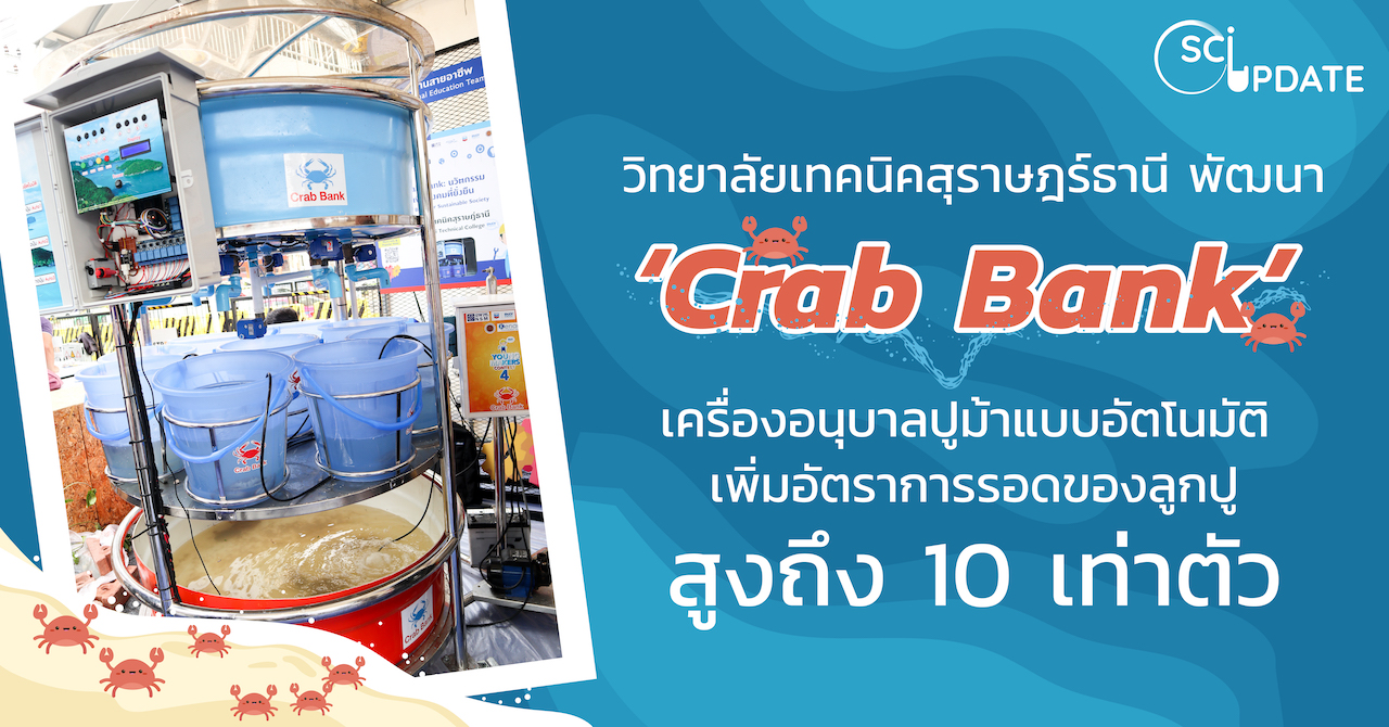 Cover SCI UPDATE: “Crab Bank” เครื่องอนุบาลปูม้าแบบอัตโนมัติ ช่วยฟื้นฟูปูม้าไทย 