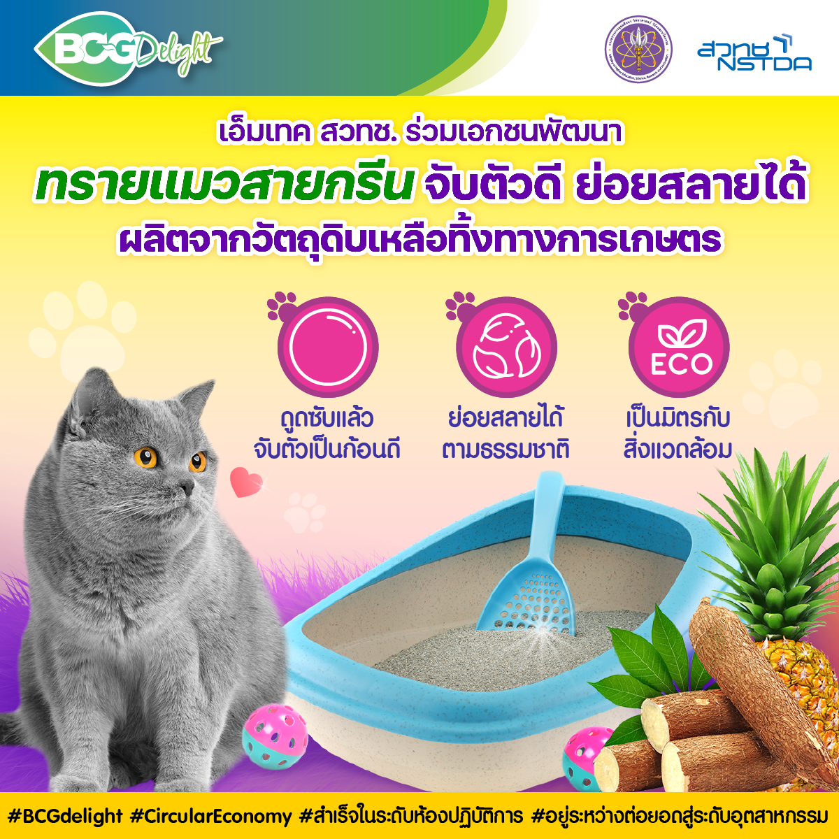 ‘ทรายแมวสายกรีน’ จับตัวดี ย่อยสลายได้ ผลิตจากวัตถุดิบเหลือทิ้งทางการเกษตร