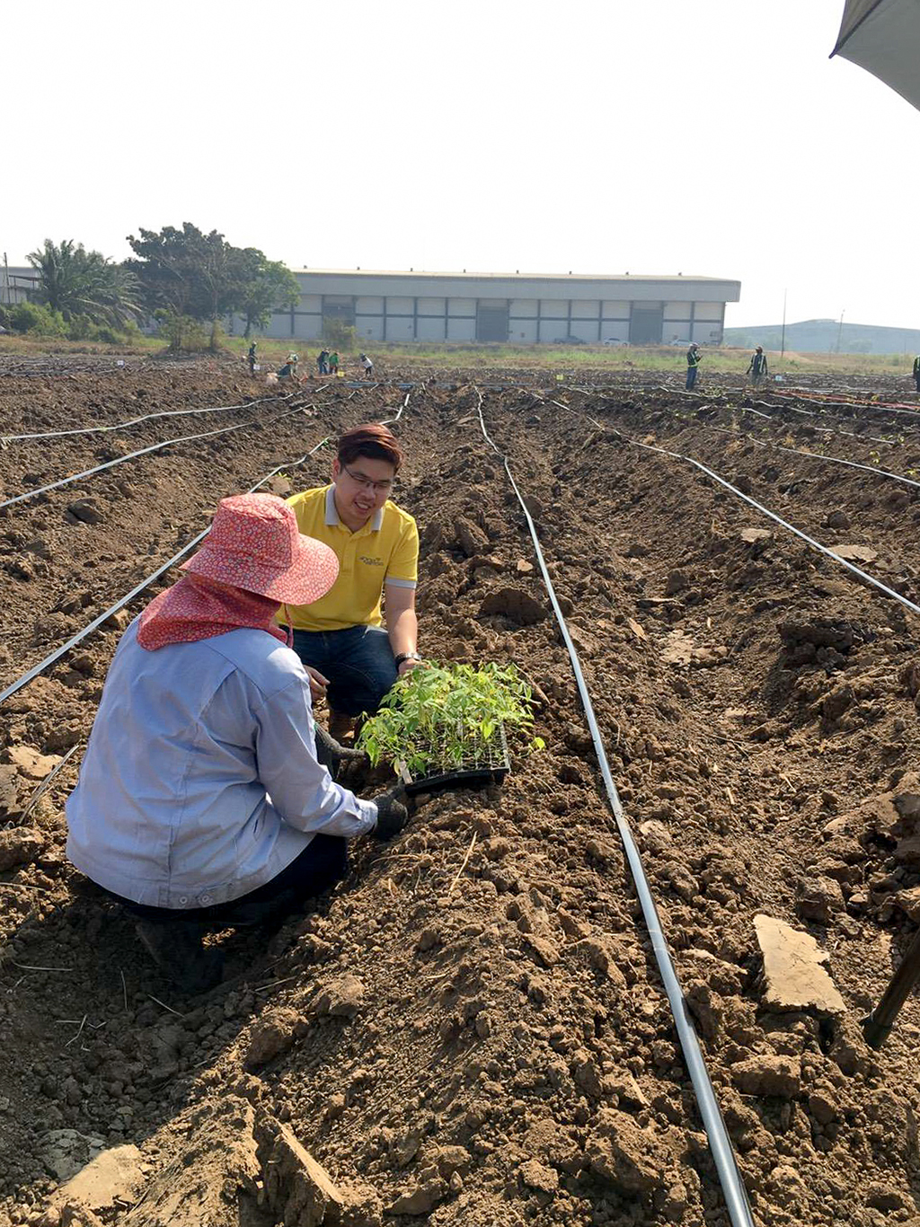 สานพลังพิชิต ฝ่าวิกฤตโรคใบด่างมันสำปะหลัง