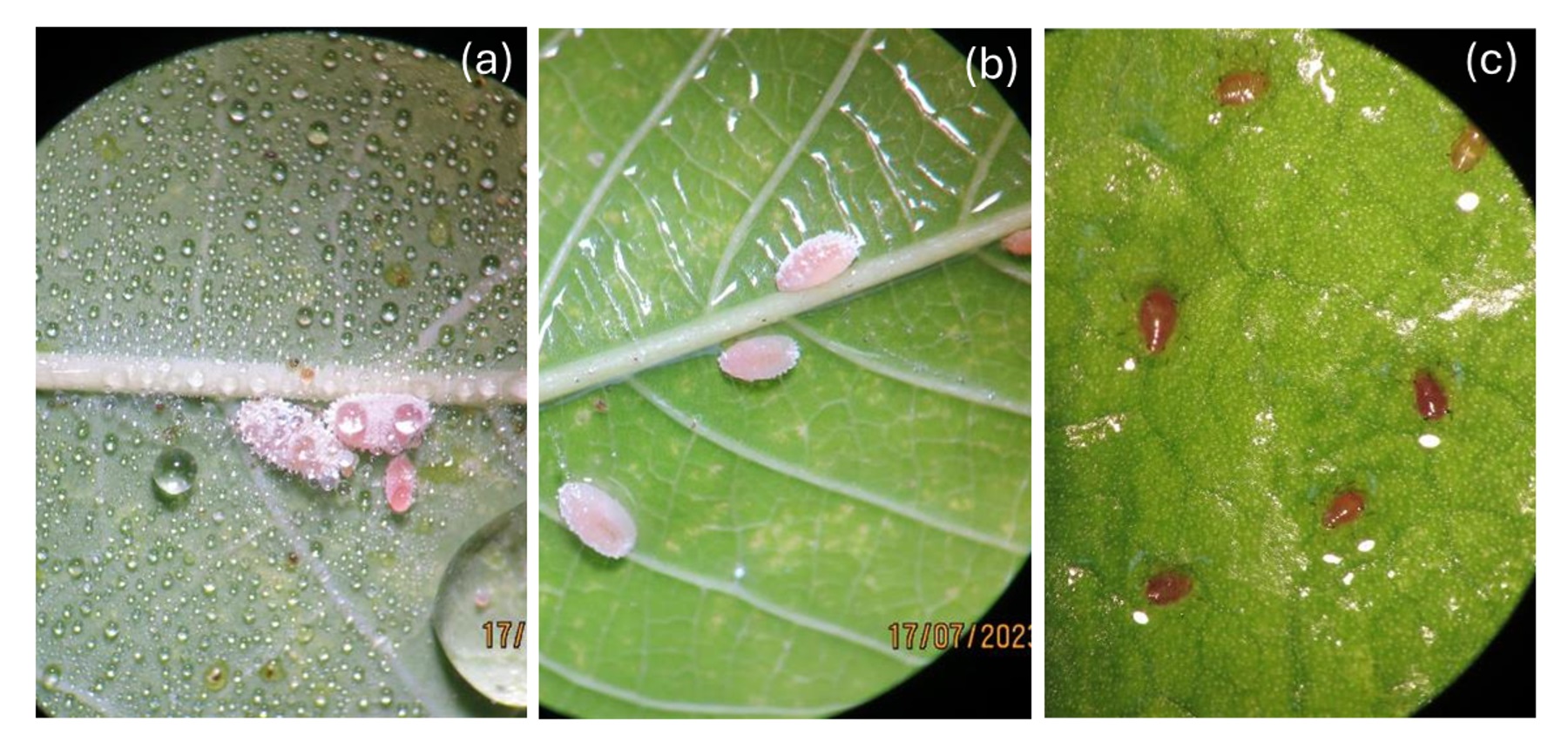 พลิกวิกฤตเป็นโอกาส ! นักวิจัยพัฒนา “Eco-Pest” สารเสริมประสิทธิภาพทางการเกษตรสำหรับควบคุมกำจัดแมลงจากปาล์มน้ำมัน ปลอดภัย เป็นมิตรต่อสิ่งแวดล้อม