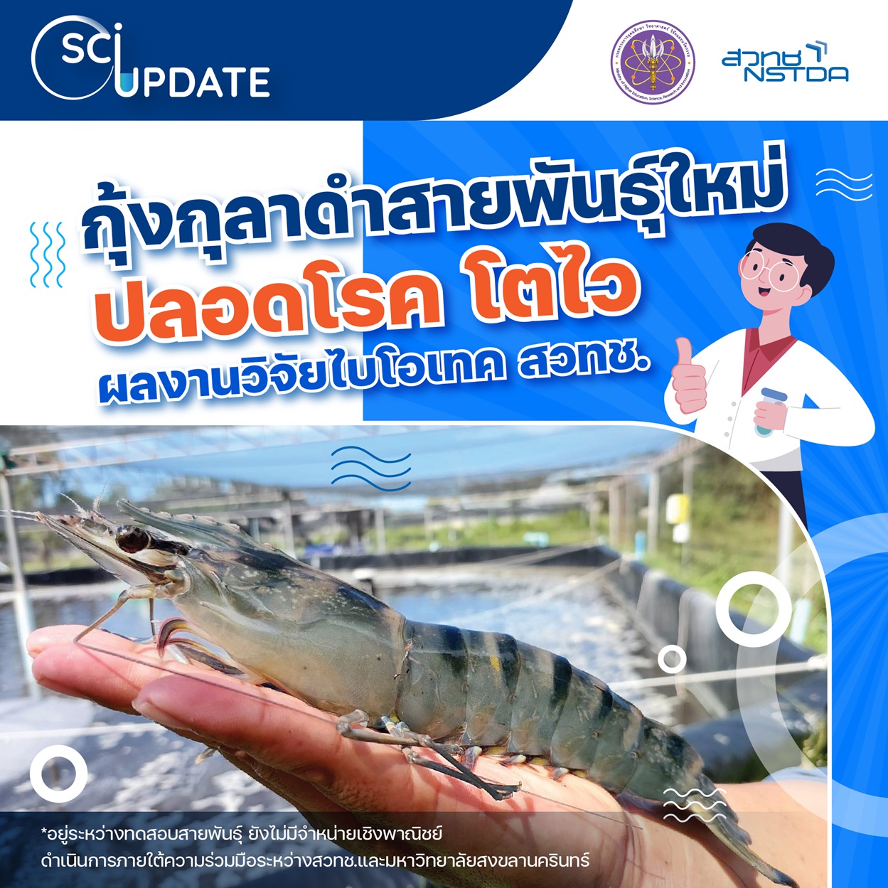 สำเร็จ ! ไบโอเทค สวทช.พัฒนา “กุ้งกุลาดำพันธุ์ใหม่” หวังฟื้นฟูอุตสาหกรรมกุ้งกุลาดำไทย | TS News